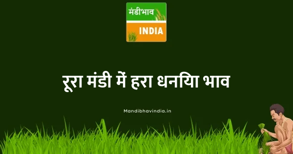 Coriander (Leaves) भाव